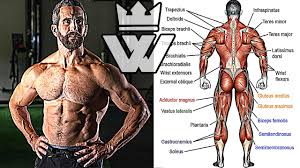 Start studying back muscle diagrams. Total Body Workout Back Arms Core Legs Shoulders Chest Youtube