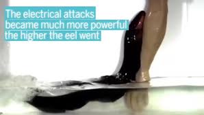Electric eel! porn video on BrownPorn