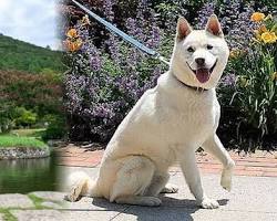 전남 진도군 여행지 명소 진도타워 세방낙조 운림산방 가계해수욕장, AI로 생성