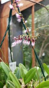 Image result for Bulbophyllum saltatorium
