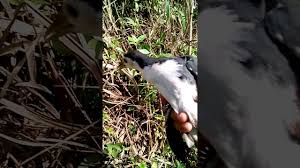 Tunggu videonya selanjutnya nya ya part 2 nya pikat ruak ruak dapat sepasang pikat ruak ruak, jerat ruak ruak Cara Buat Racik Dengan Perambut Model Ditindik Burung Wak Wak Ruak Ruak Kruak Chim Quock By Ahmad Fahrizal Nst