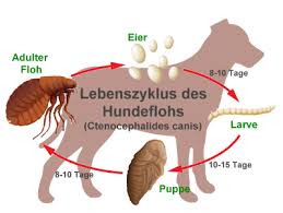 Denn hundeflöhe und katzenflöhe zählen zu den pelzflöhen. Flohe Bei Hunden Effektiv Nachhaltig Hundeflohe Bekampfen