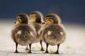 Namun anda harus melakukannya dengan tepat agar anak anak bebek yang anda rawat dapat tumbuh sehat. Tips Mengurangi Resiko Kematian Bebek Usia 1 2 Minggu