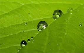 30 Refreshing Water Drops Wallpaper For Your Desktop Naldz Graphics Water Drop On Leaf Plant Wallpaper Artistic Wallpaper