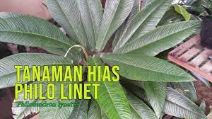Cara tanaman hias Philo Linet (Philodendron lynette) berkembang dengan  baik... - YouTube