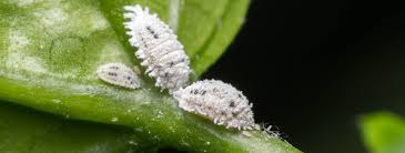 Image result for Mealybug cucumber