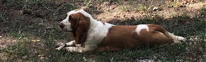 The basset basset puppies that appears to smell for tracking down things comes in a closet additional to. European Basset Hound Puppies Bar H Farms In Harwood Mo