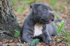 Pitbull Puppies For Sale Indiana Pitbull Puppies For Sale Pitbull Puppies American Staffordshire Terrier Puppies