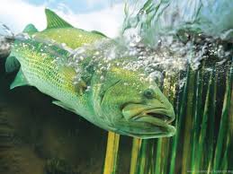 Online dating website for singles! Bass Fishing Desktop Wallpaper Images Desktop Background