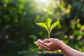 Alam sekitar sangat penting kepada flora dan fauna.alam sekitar yang tidak tercemar dapat mengelakkan kepupusan kepada seluruh spesies flora dan fauna.namun begitu telah wujud pencemaran yang menyebabkan kepupusan kepada pelbagai spesies haiwan.di malaysia, aktiviti. Kesihatan Manusia Bergantung Kepada Persekitaran Bagaimana