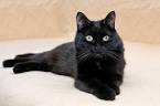 Black Cat Breeds (with Yellow Eyes, Long haired)