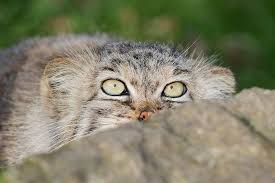Manul Cat A K A Pallis Cat Jeepers Creepers Where D Ya Get Those Peepers D Pallas S Cat Wild Cats Small Wild Cats