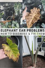 Elephant bush also comes in. Elephant Ear Plant Care Guide Growing Colocasia Alocasia And More Elephant Ear Plant Plants Growing Elephant Ear Plants