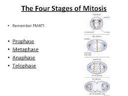 Inside each cell, write a p if the cell is in prophase, m if it is in metaphase, a if it is in anaphase, t for telophase, and i for interphase. Introduction To Cell Division Http Youtu Beq 6