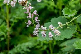 Image result for Antherotoma debilis