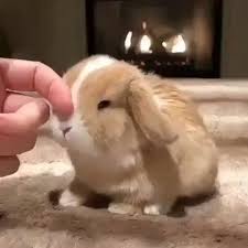 Adoption is much preferable to shopping. Rabbit Gift Ideas Free Shipping 20 Off Sale Now On Rabbits Cute Free Gift Ideas Rabbit Cute Baby Bunnies Cute Little Animals Cute Funny Animals