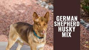Siberian huskies and german shepherds are both incredibly the siberian husky german shepherd mix is a large dog. German Shepherd Husky Mix A Godsent Companion Dog Petmoo