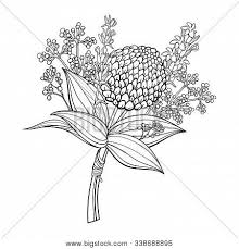 These fun bobble flowers are also called billy balls, billy bobs or craspedia flowers. Vector Boutonniere Vector Photo Free Trial Bigstock