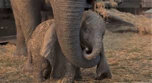 Movie Review Dumbo 2019 Sandie angulo chen, common sense media. movie review dumbo 2019