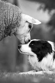 Black And White Sheep Herding Dog Sheep Dogs Are Raised With Their Flocks And Are Considered Family Border Collie Animals Beautiful Animals Friendship