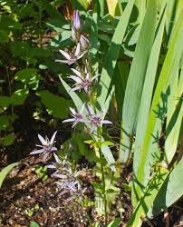 Image result for Swertia eminii