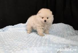 Cu exceptia unuia dintre pui, care, din pacate, a murit, ceilalti patru sunt perfect sanatosi. Pomeranian Talie Mica Rasa Pura Vaccinati Rasa Pura Livrare Oriunde Si La Timisoara Specificatii Rasepomeranian Descriere Animalepo Pomeranian Animals Dogs
