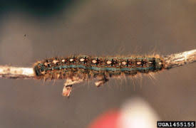 Caterpillar Comparison Chart Nys Dept Of Environmental