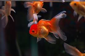 Coast gem usa offers show quality telescope butterfly goldfish for sale. How Much Do Goldfish Cost Howmuchisit Org
