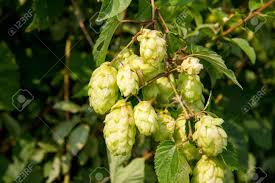 Hoy dedicamos nuestro programa a un ingrediente esencial de la cerveza, aunque quizás también el más misterioso: Lupulo Flores De La Planta De Lupulo Humulus Lupulus Fotos Retratos Imagenes Y Fotografia De Archivo Libres De Derecho Image 85330933