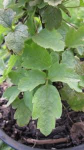 Pipestem clematis, pipestems, chaparral clematis. Clematis Lasiantha Sevenoaks Native Nursery