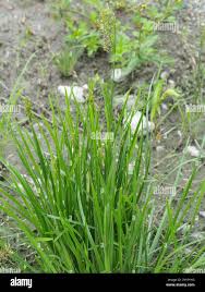 Image result for Fimbristylis quinquangularis