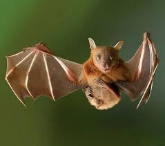 Birds On The Bat Twitter The Occasional Bat On Twitter Bat Flying Bat Cute Bat