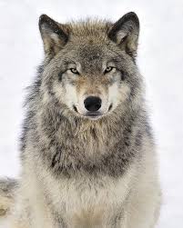 The mackenzie valley wolf is the largest wolf in the world. 19 Mackenzie Valley Wolf Ideas Wolf Beautiful Wolves Animals Wild