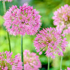 Buy Nutans Allium Bulbs Breck S