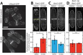 Lee & associates has been founded by corey t. Cooperation Between Tropomyosin And A Actinin Inhibits Fimbrin Association With Actin Filament Networks In Fission Yeast Elife