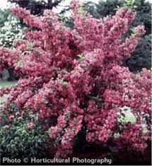 We did not find results for: Old Fashioned Weigela Tree On The Tree Guide At Arborday Org
