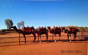 Camel saddles, the art of saddling a camel by doug baum. Book Musings Tracks By Robyn Davidson Marianne Perry