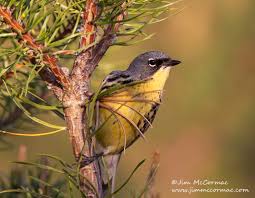 Image result for Erythrocephalum albiflorum