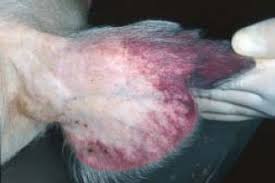 Photo Peste porcine - Dfinition et Explications
