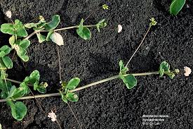 Image result for Boerhavia repens