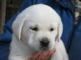 Labrador retrievers are classified as medium to large dogs. Labrador Retriever Puppies In Michigan