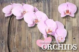 Phalaenopsis Manilla Phalaenopsis Orchid Orchid Flower Wholesale Flowers