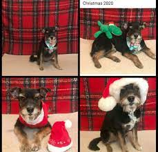 Hours may change under current circumstances The Pet Spa Home Facebook