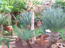 Pin On Cycads Of South Africa