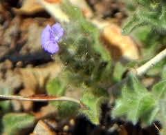 Image result for Nelsonia canescens