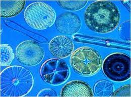 Makalah mengenai fitoplankton yang hidup di air payau ataupun laut. Plankton Organisms Tneutron
