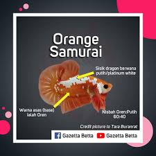 Ikan ceplek atau kakap putih ini tampilannya sangat gagah dengan sentakan yang kuat ketika dipancing. Betta Nma Jom Mengenal Jenis Jenis Ikan Betta Padu Padu Facebook