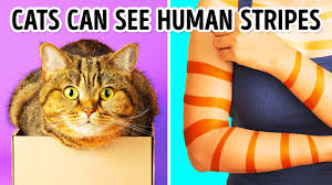 Human Stripes : R/Curatedtumblr