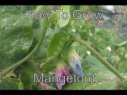 How do you like gobstones? How To Grow Mangetout Youtube