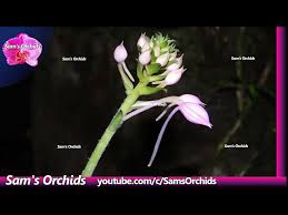 Image result for Calanthe sylvatica